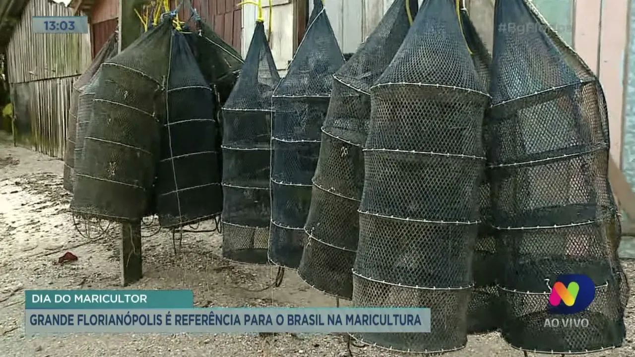 Dia do maricultor: Grande Florianópolis é referência para o Brasil na maricultura