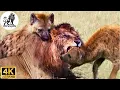 Download Lagu Masai Mara: The Relentless War Between Lions and Hyenas #animaldocumentary | Apex Kingdom