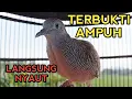 Download Lagu PERKUTUT BANGKOK GACOR SUARA JOSS UNTUK PANCINGAN PERKUTUT BANGKOK LAIN