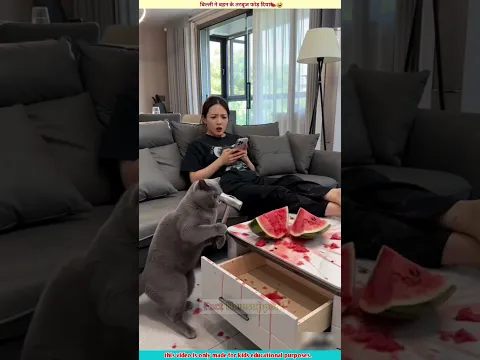 बिल्ली ने बहन के तरबूज फोड़ दिया🍉|Cat Ne sister ke watermelon Ko fod Diya🤣|#shorts#short