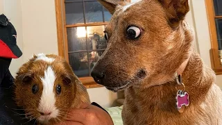 Dramatic Dogs Freaking Out At Other Animals For The First Time! 🤣