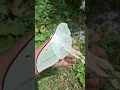 Download Lagu Actias selene, the Indian moon moth or Indian luna moth, is a species of saturniid moth from Asia.