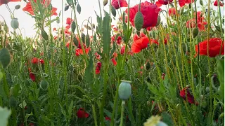 Deep Red Poppies at Dawn Inside the Field 4K Color Therapy 30 Min Silence Restore