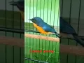 Download Lagu tledekan gunung tembakan cililinnya ngeri #shorts