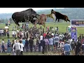 Download Lagu SUPER RAME !!! BERBURU BESAR BESARAN  SEMUA ANJING DI LEPASKAN KE PUNCAK BUKIT DI PAYAKUMBUH SUMBAR