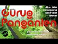 Lagu Curug Panganten lewat Katumiri Cihanjuang Cimahi | Akses jalan yang tidak terawat