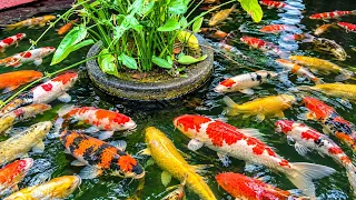 RelaxingNature⁠: Relaxing Moments Watching Giant White and Orange Koi Swim