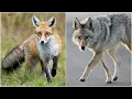 Is that fox or a coyote in your backyard Here s how to tell