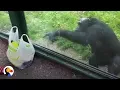 Download Lagu SMART Chimp Asks Zoo Visitors For Drink | The Dodo