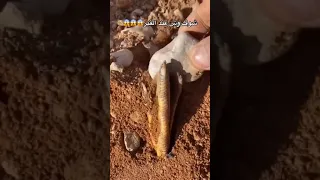 شوف وش شافو في المقبرة 