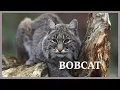 Bobcat scream hidden in the forest