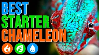 Download What Chameleon Should You Get MP3