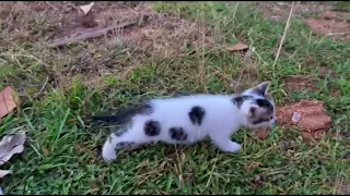 These tiny kittens are stepping outside with their mother for the very first time. 🐱❤️