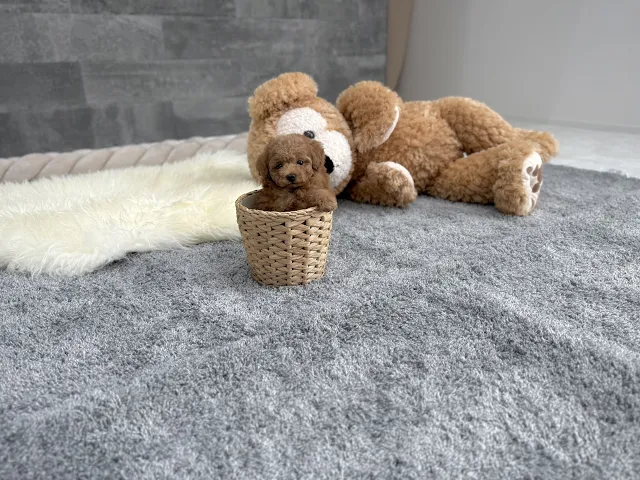 動画