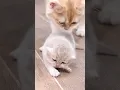 Download Lagu Lily cat sister gently coaxed younger kitten. #kittens #mothercat #sistercat #shorts #catlover