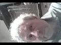 The Butcher (Leonard Cohen)
