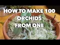 Download Lagu How to Make 100 Orchids From One Without Keiki Paste