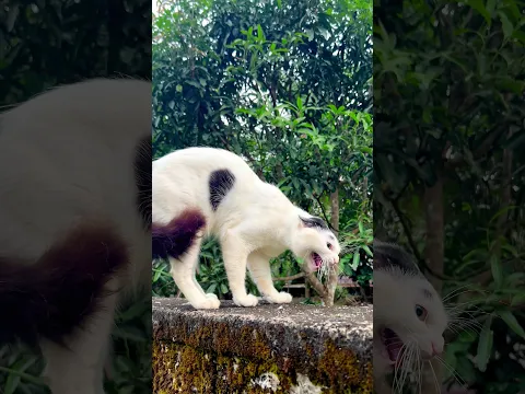 Kittens meowing to attract cats 😱 | Cat sound | Cat voice | Cat videos | Cat | Cats meow | Cats