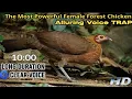 Download Lagu Suara Ayam Hutan Betina Penggoda || Jebakan Suara Ayam 100% Ampuh