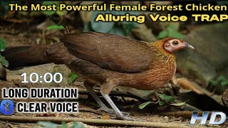 Download Sounds of Female Forest Chickens Lure || Chicken Sound Trap 100% Effective MP3