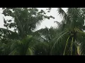 Heavy Rain and Palm Trees | Hours of Sleeping | Relaxation | Stress Relief