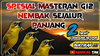 Download Terapi Air Pleci Terbaik // Spesial Masteran Terbaik G12 Call Pleci Betina Memanggil Jantan #viral MP3