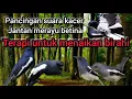 Download Lagu pancingan suara kacer jantan merayu betina!! terapi menaikan birahi kacer.