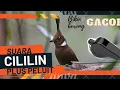 Download Lagu Suara cililin gacor plus peluit bikin burung gacor emosi
