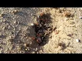Ant War California Harvester Ants vs Argentine Ants