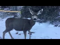 Hualapai Mountain Snow Adventure with the Mountain Deer