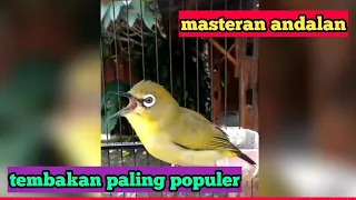 masteran burung pleci terkini