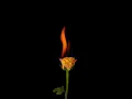 Download Lagu jara sa kitabo mai kam diyan hai 🥀❤️‍🩹🔥 apni ringtone banye #love #song #movie #coversong
