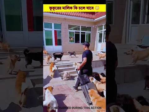 Will the dog's owner leave 😳