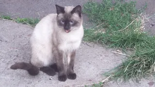 Hungry No More: Siamese Cat Eats To His heart's Content