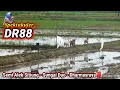 Lagu DR88 | SEMI ALEK SITIUNG SUNGAI DUO DHARMASRAYA‼️