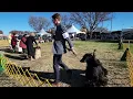 12 08 2024 KC of Salinas Afghan Hound Judging under Mr Allen L Odom in Woodland CA