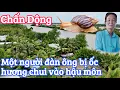 Download Lagu Chuyện lạ đời một con ốc hương siêu to chui vào hậu môn người đàn ông xém nguy kịch