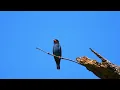 Nature's Living Jewels: Beautiful & Relaxing Bird Moments Compilation🦜🌿 | The Petzo