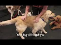 Your Dog Will Thank You For Choosing Dogtopia