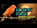 Download Lagu AWAS NYAUT #2 SUARA KENARI PAGI HARI MASTERAN sejuta UMAT #kenari #kicaumania #canaryislands #canary