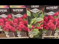 Must-See Tractor Supply Store Finds for Gardeners PLUS What I Did Not See YET