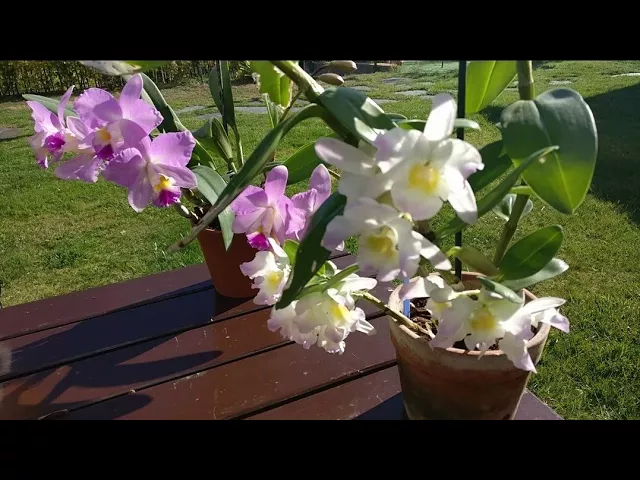 CUÁNDO Y CÓMO TRASPLANTAR UNA ORQUÍDEA CATTLEYA