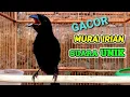 Lagu BURUNG SEWOTAN DEOT MURAI IRIAN GACOR