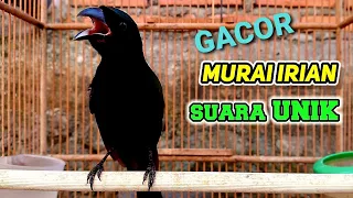 burung sewotan deot murai irian gacor