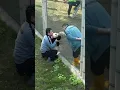Download Lagu Dundu's dad hugged Qi Sanmei to the dad next door to see the result. Dad envied the giant panda
