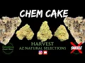 Chem Cake Strain Review - Harvest