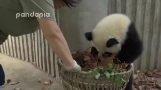 اطرف المواقف مع الباندا في حديقة الحيوانات 