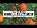 CITRUS in CONTAINERS 11 TIps for SUCCESS