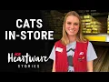 Cats In-Store - Ace Heartware Stories