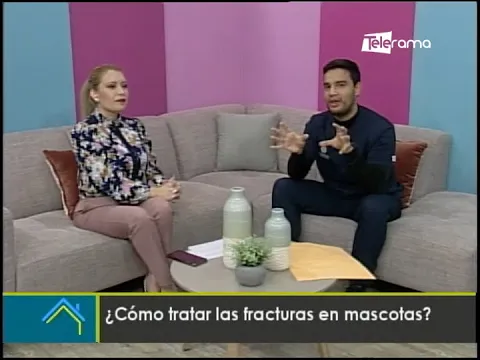 ¿Cómo tratar las fracturas en mascotas?